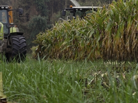 Maximising Maize Yields