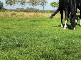 Equine paddocks Header