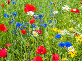 Universal Wildflowers 80/20