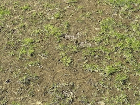 How To Recover Turf From Flooding Sport Header Challenges Solutions