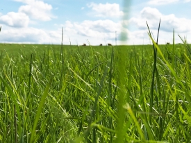 Reasons To Reseed