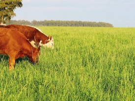 Which Grazing Method Is Right For Your Farm