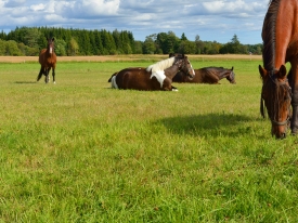 Hunters Equestrian Herbs