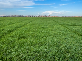 4 Steps To Grass Success Step1