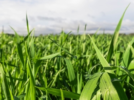 Grassland Establishment Variety Choice