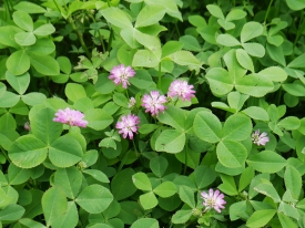 Overseeding? Don’t be overoptimistic with clover