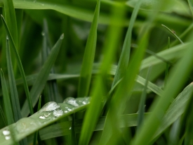 Grassland Series
