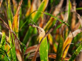Brown Rust Disease Identification