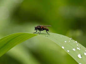 Frit Fly Insects & Pests