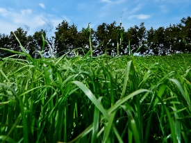 Grow Your Future with Grass