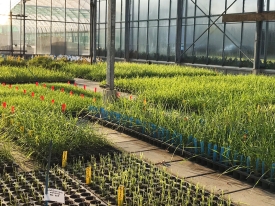 Diploids and Tetraploids