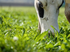 Dairy Cow Grazing