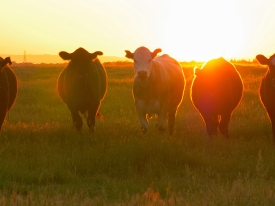Winter Grazing Management Plan