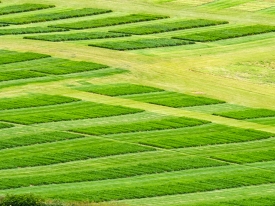 Grass Field Trials