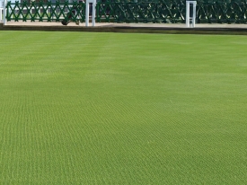 Bank On Browntop For Sustainable Overseeding