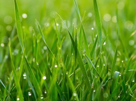 Grass