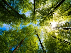The Green Light Trust