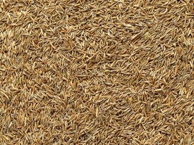 Seed Production
