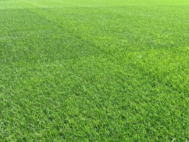 Overseeding Sport Pitches