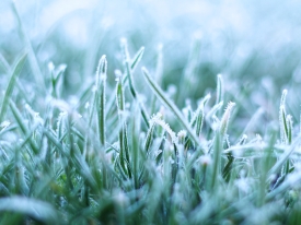 The Best Grass For Winter Sowing