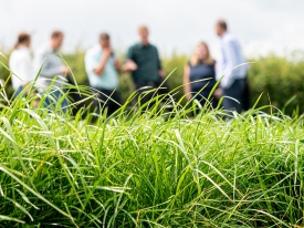 Barenbrug and AFBI Partnership