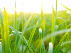 Farm Fodder Flow Spring Grass Growth