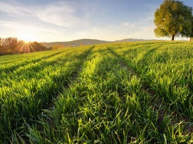 Spring Grass Growth