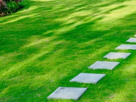 Growing Grass In Shaded Areas
