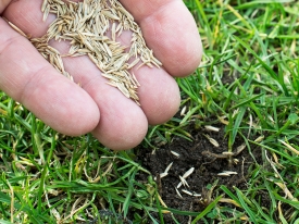 Overseed Your Lawn