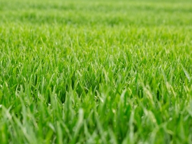 Repaired Lawn