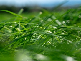 Grass Field