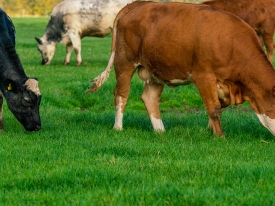 Cows grazing