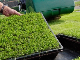 Turf trials