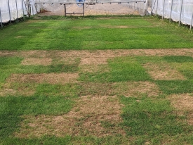 Breeding For A Changing Climate Rethinking Turfgrass For The Future