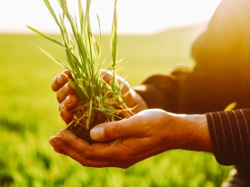 Grass in hands