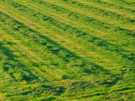 Silage