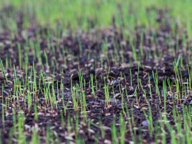 Reseeding and overseeding