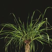 Italian Ryegrass - Lolium multiflorum