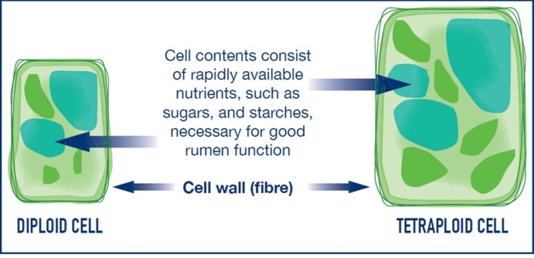 Diploids and Tetraploids Cells