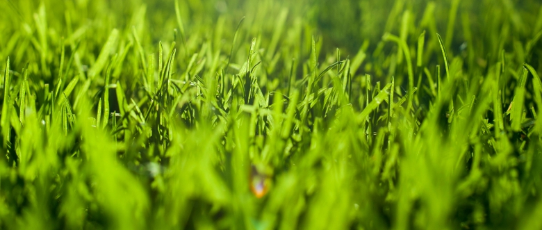 Homelawn header image