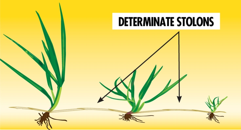 Sport Technologies - RPR image - Determinate stolons - Figure 1