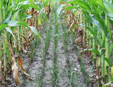 Cover Crops Agriculture