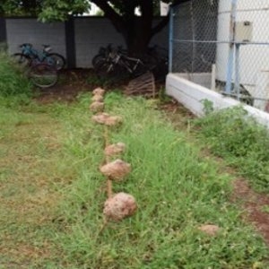 Guaíra1.jpg