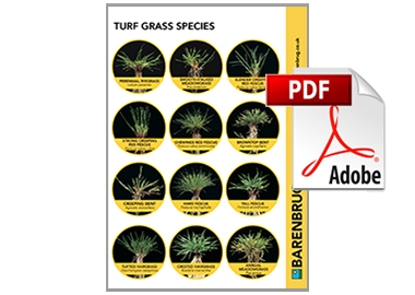 Sport Turf Grass Species poster thumbnail