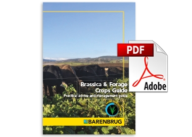 Agriculture Brassica and Forage crop guide thumbnail