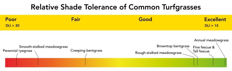 Relative Shade Tolerance Of Common Turfgrasses Amenity