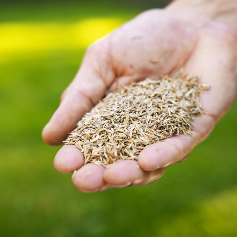 Seed Production