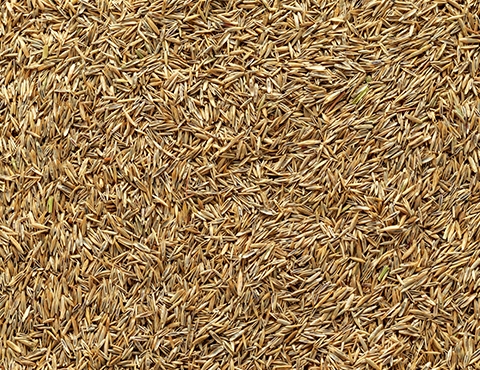 Seed Production