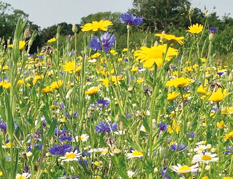 Wildflowers Range Landscaping