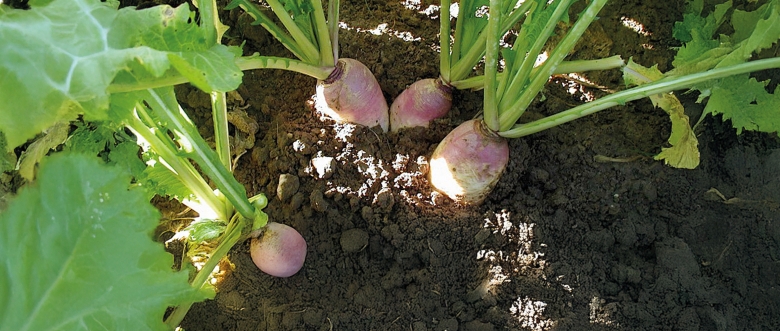 Stubble turnips Barkant